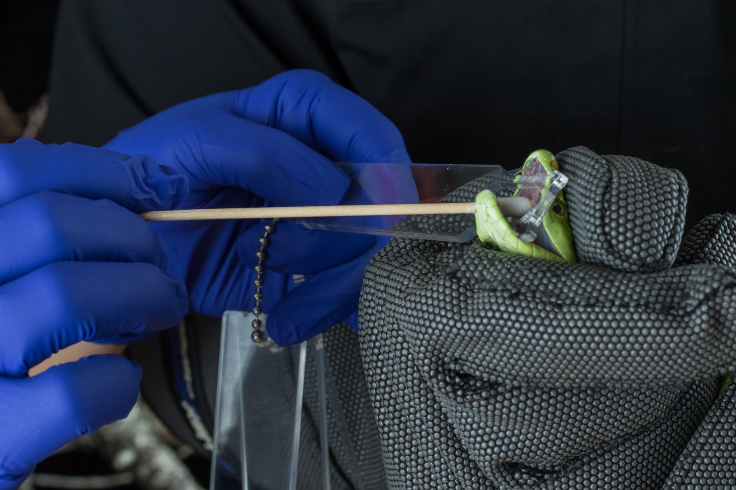 Video: Fishhead team collecting sample at NARBC, photo: Fishhead team swabbing green mamba